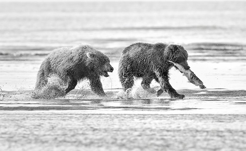 102 - bear chasing - KWAN PHILLIP - canada.jpg